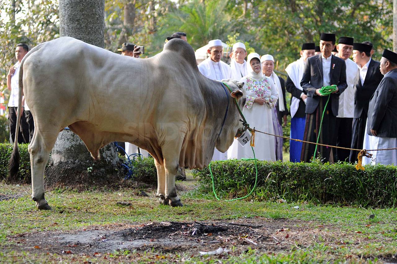 Presiden Jokowi Salat...