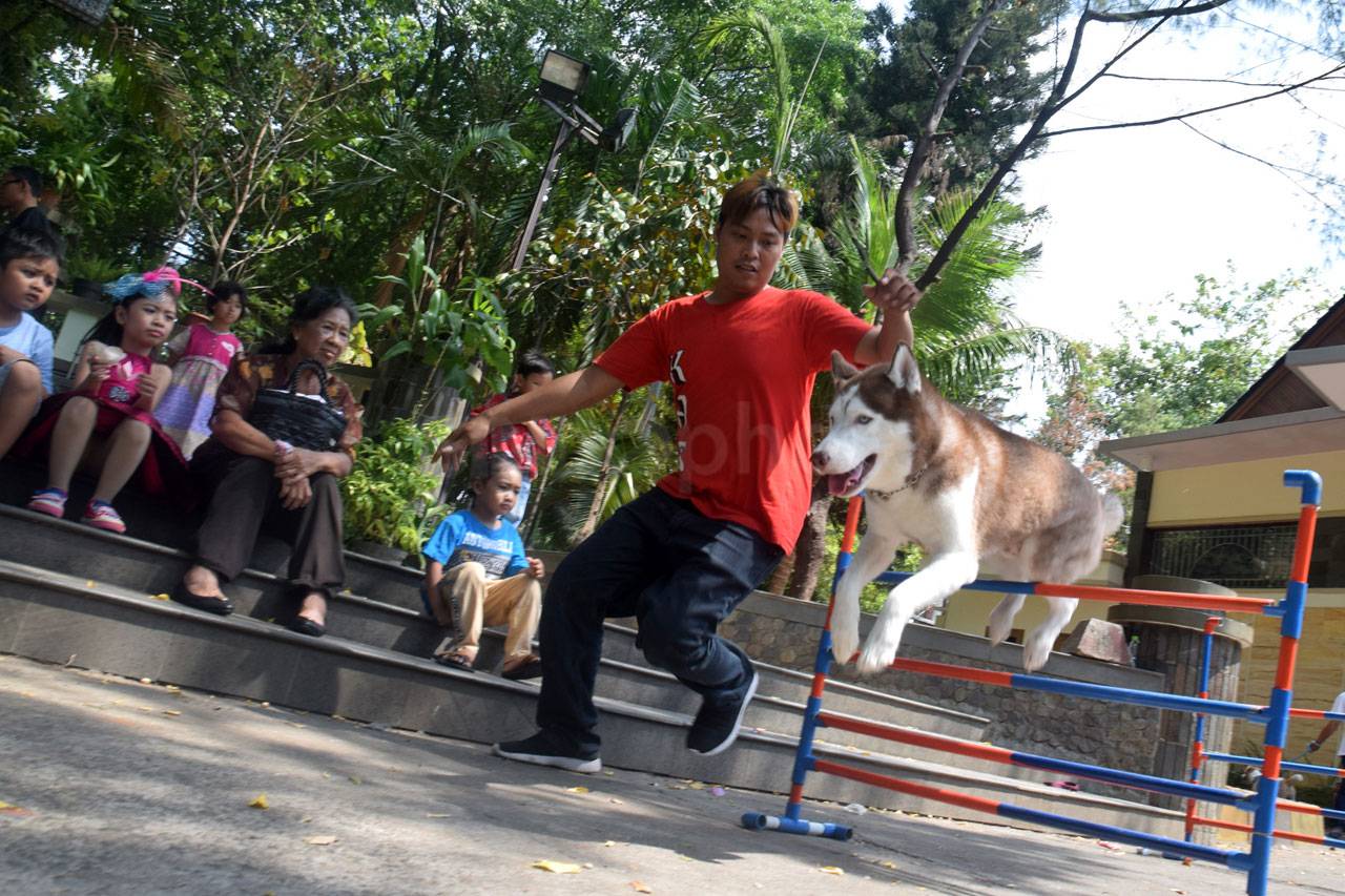 Pemberkatan Satwa di...
