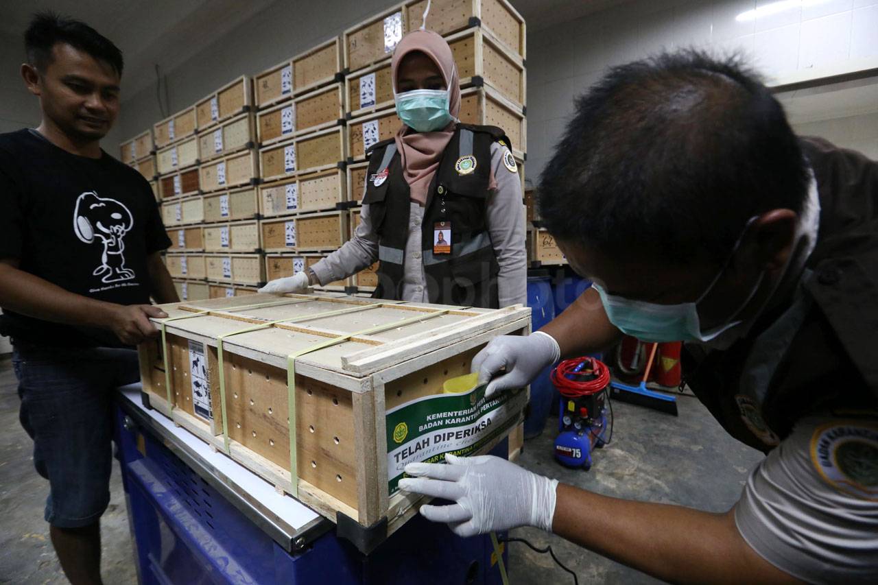 Melihat Proses Packing...