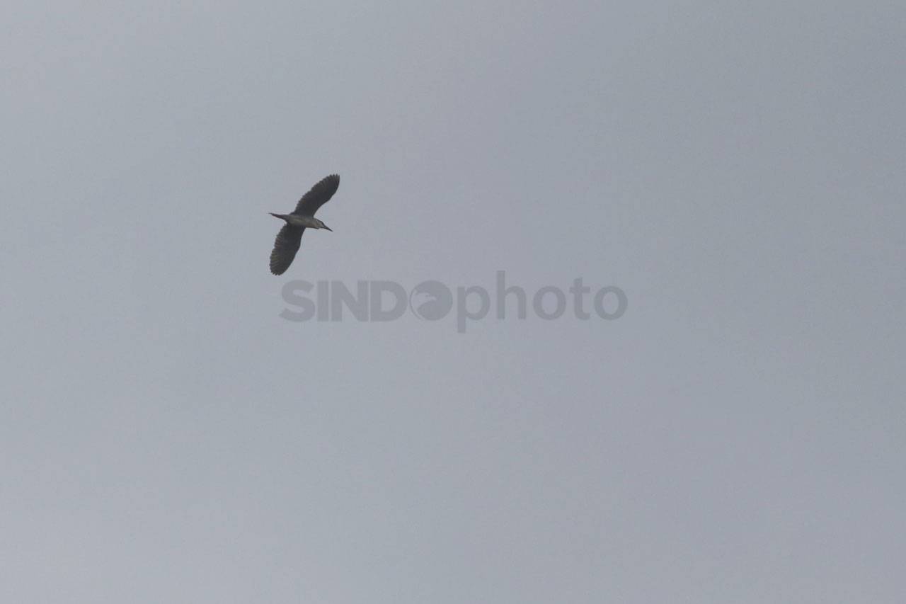 Asian Waterbird Census...