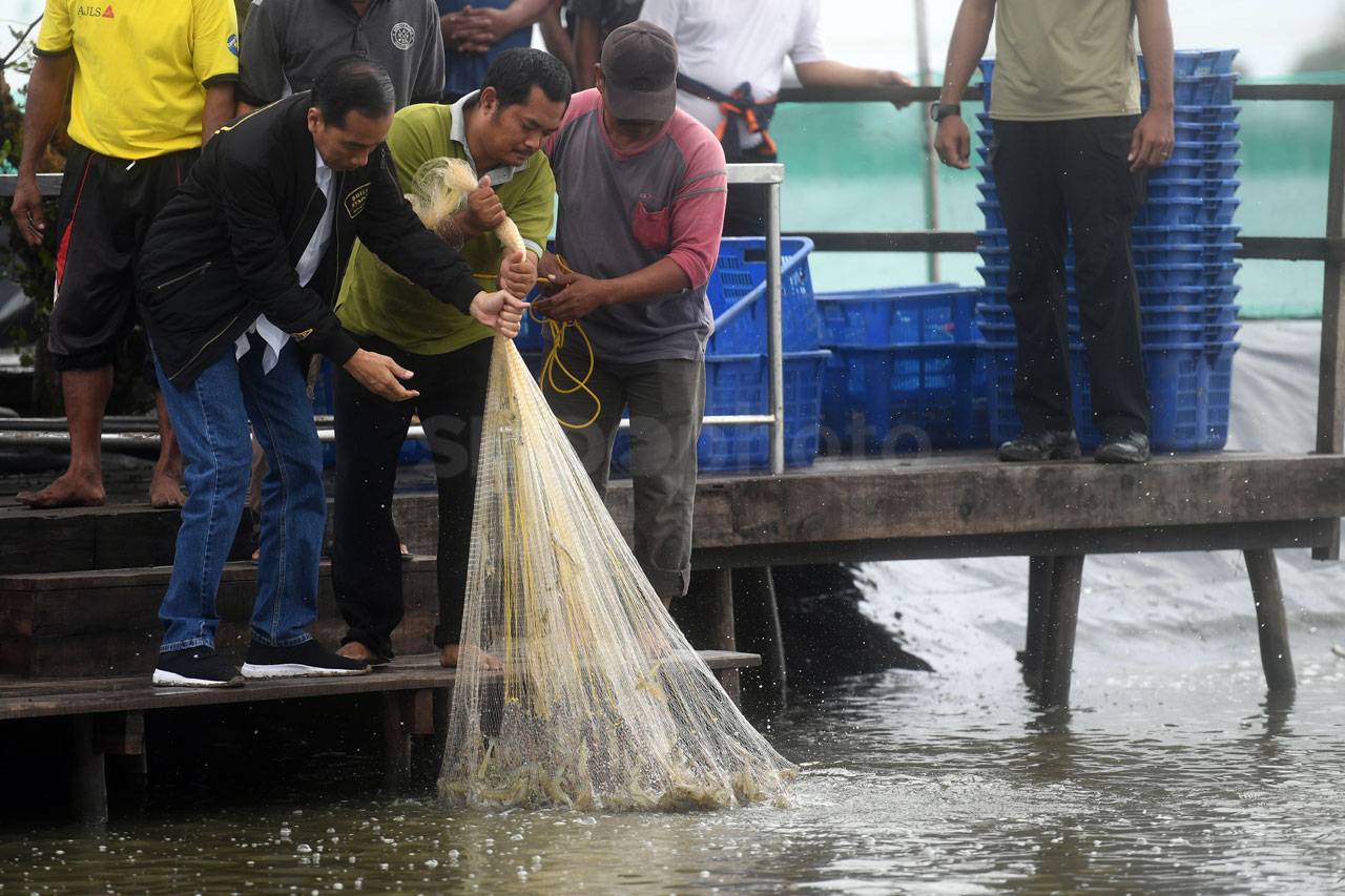 Presiden Jokowi Panen...