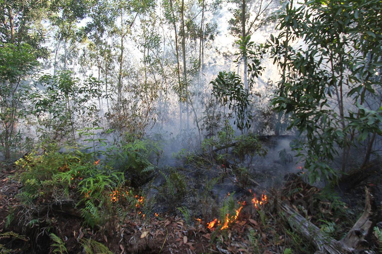 Kebakaran Landa Hutan...