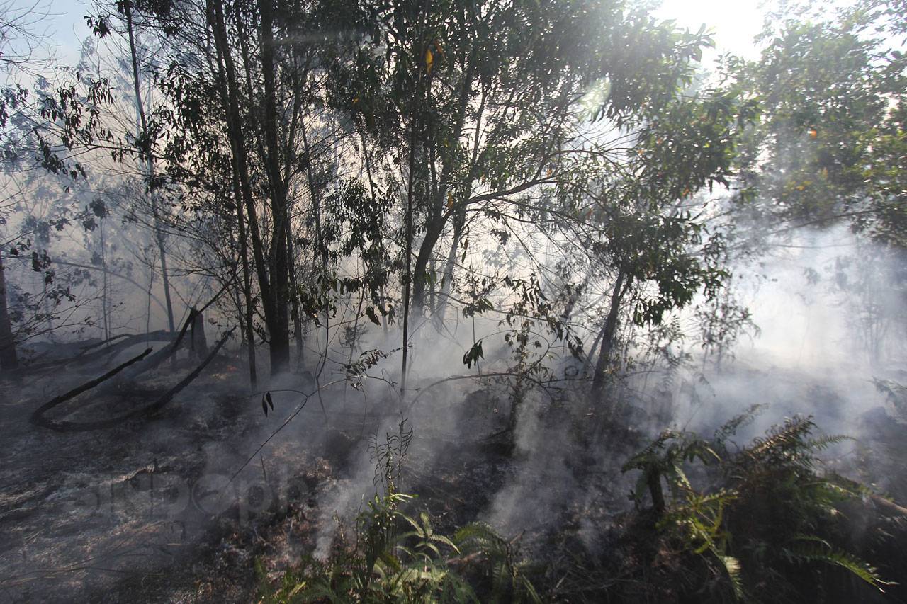 Kebakaran Landa Hutan...