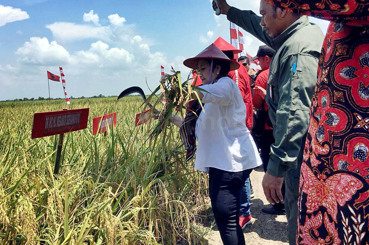 Megawati Hadiri Panen...