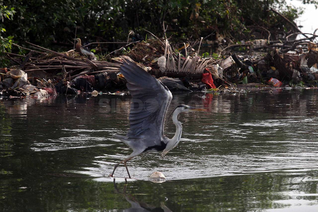 Pengamatan Burung di...