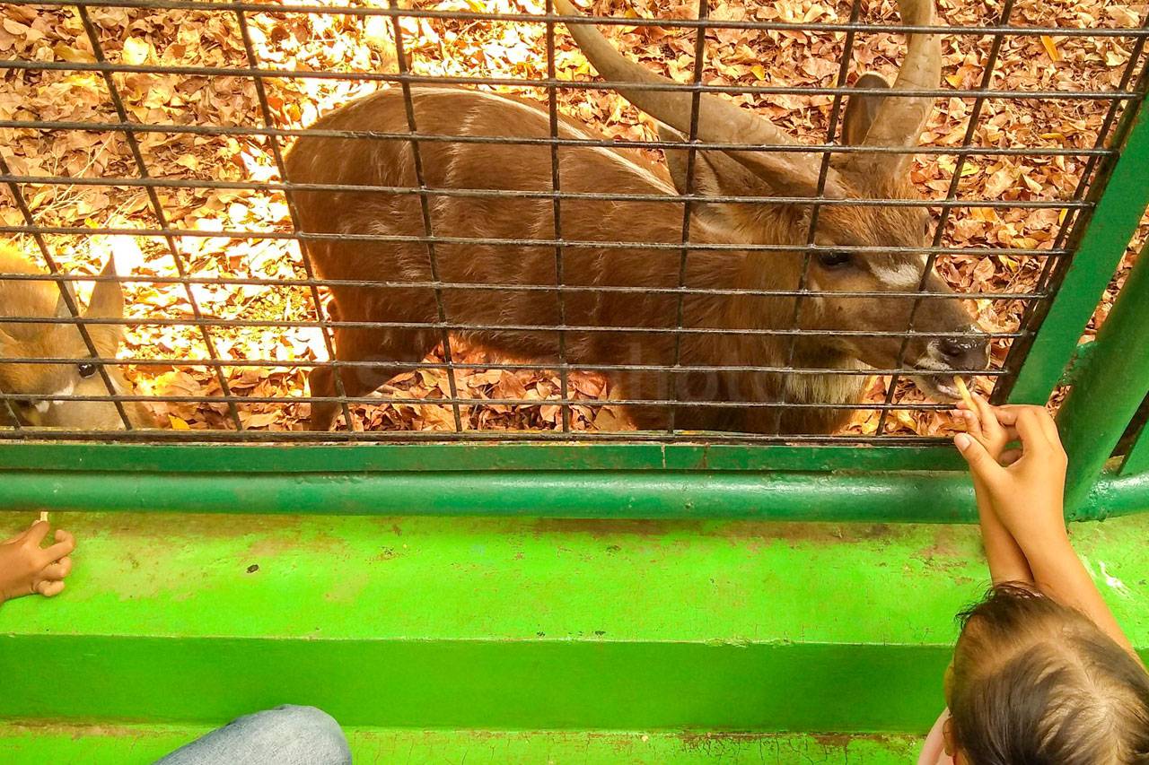 Pengunjung Padati Taman...
