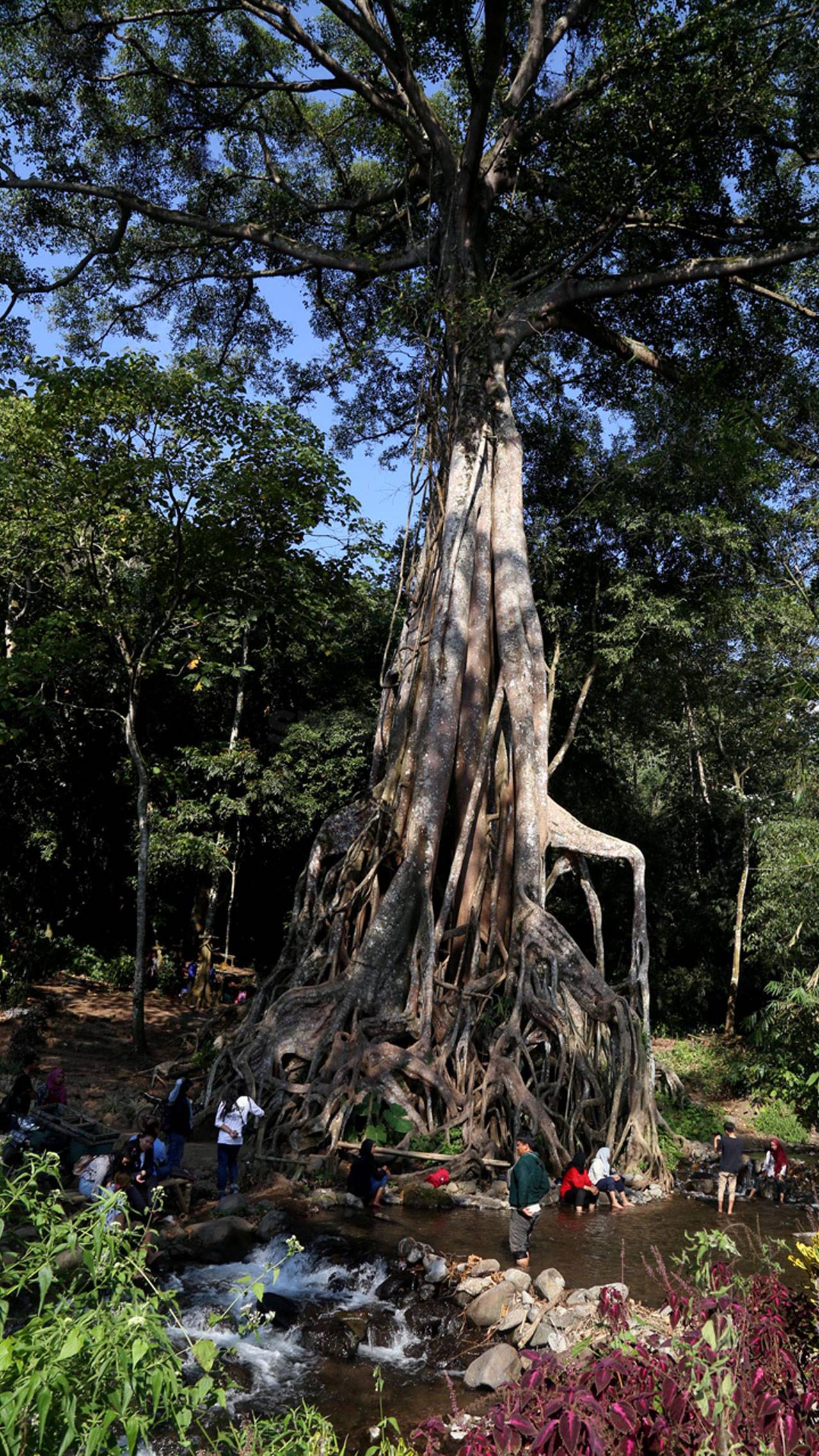 Berwisata di Akar Seribu,...