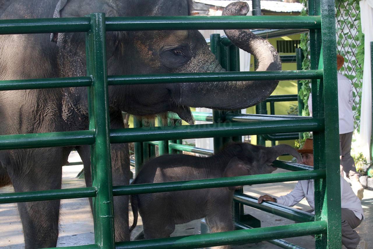 Bayi Gajah Sumatra Lahir...