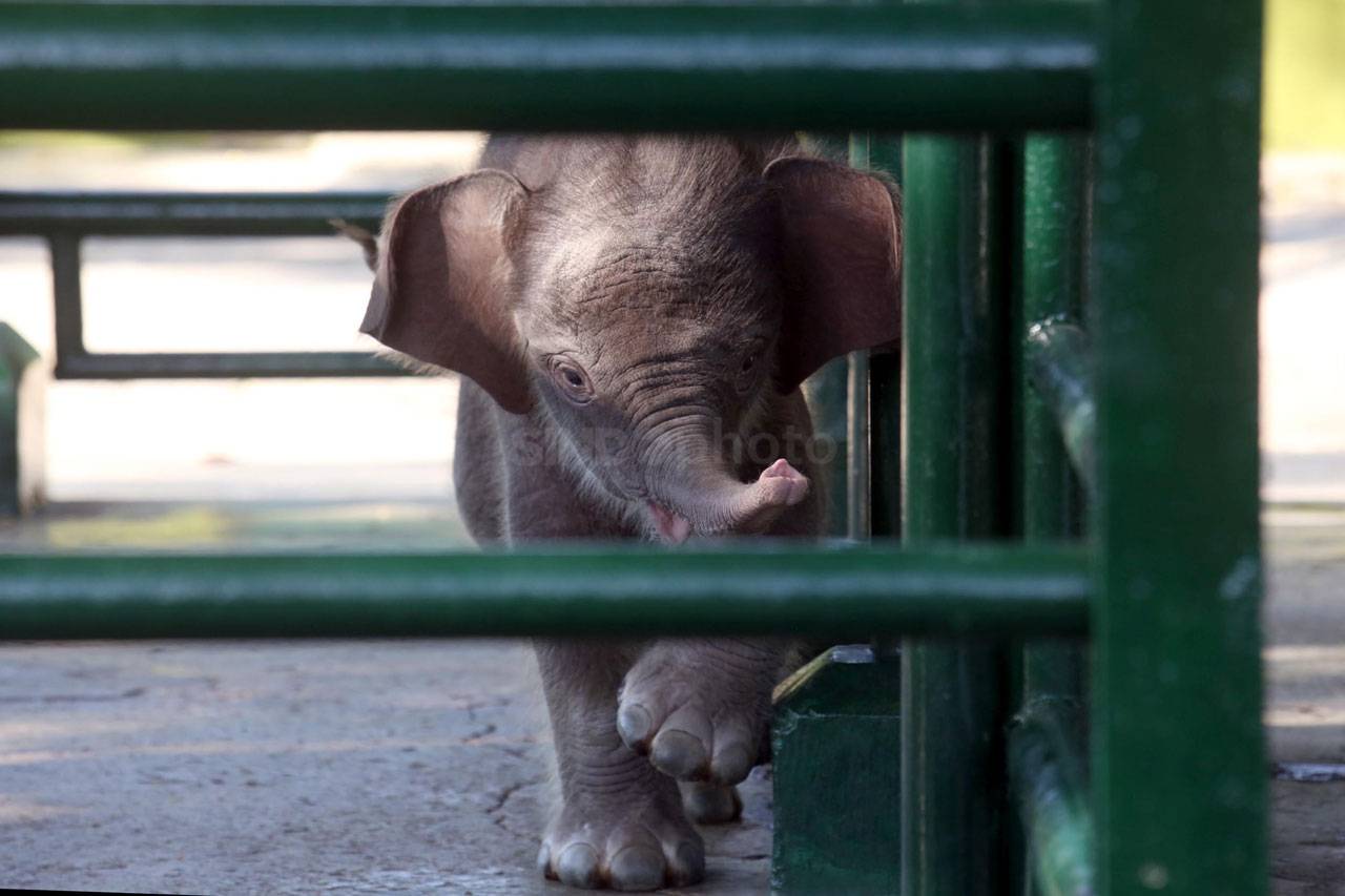 Bayi Gajah Sumatra Lahir...