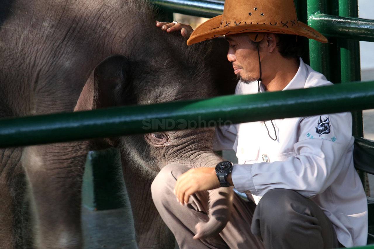 Bayi Gajah Sumatra Lahir...