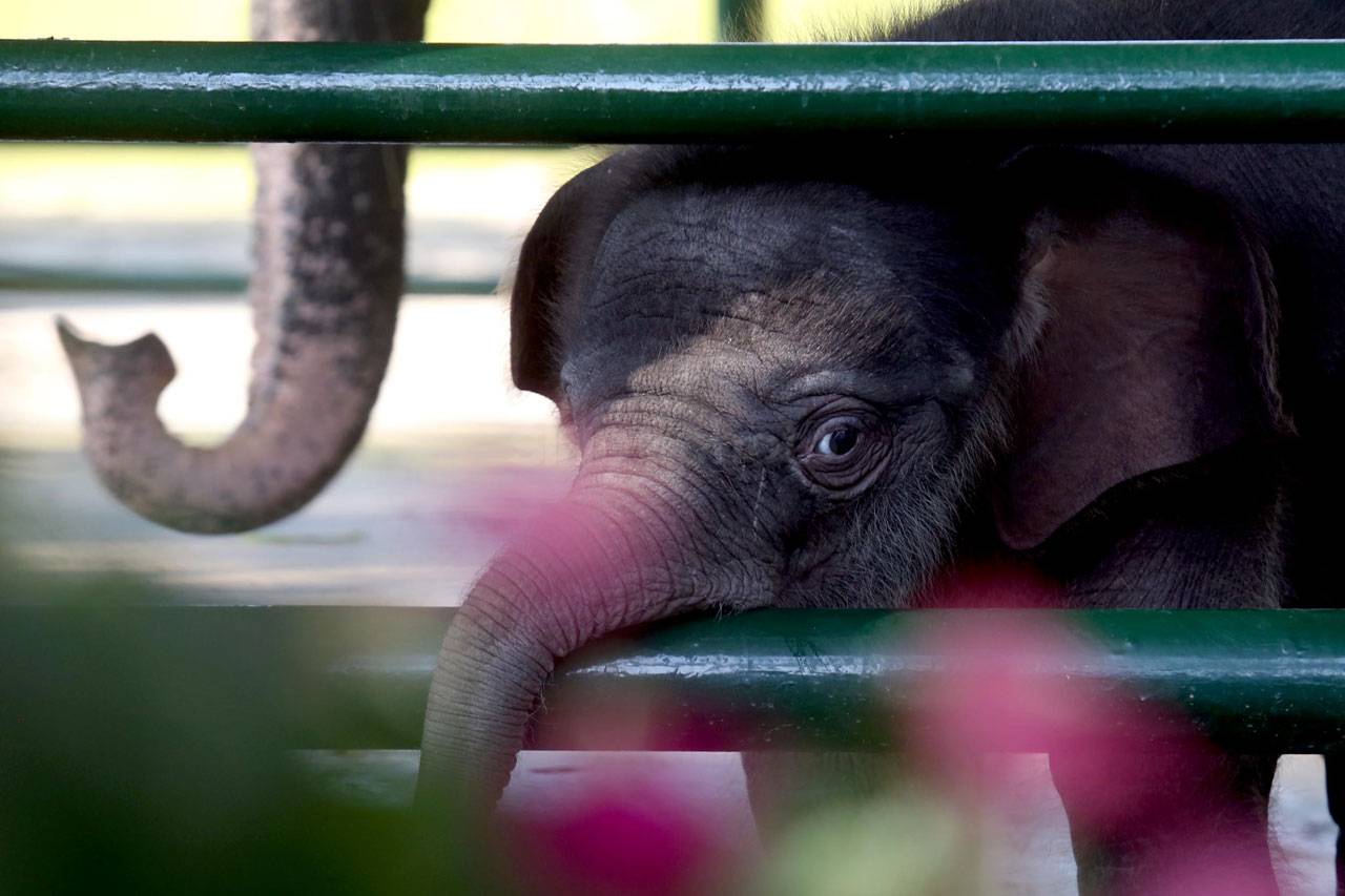 Bayi Gajah Sumatra Lahir...