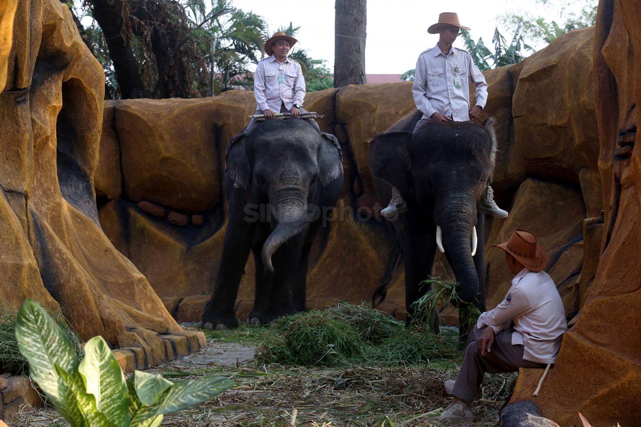 Bayi Gajah Sumatra Lahir...