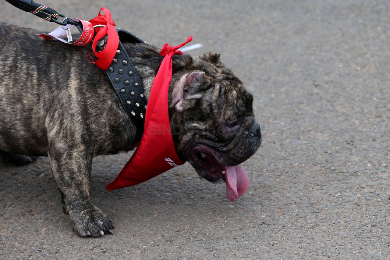 Royal Canin Gelar Dog...
