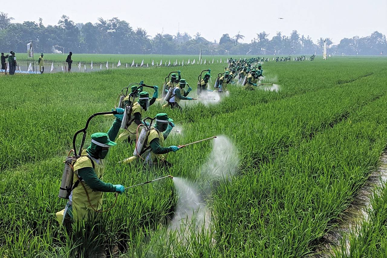 Bayer Gelar Fungisida...