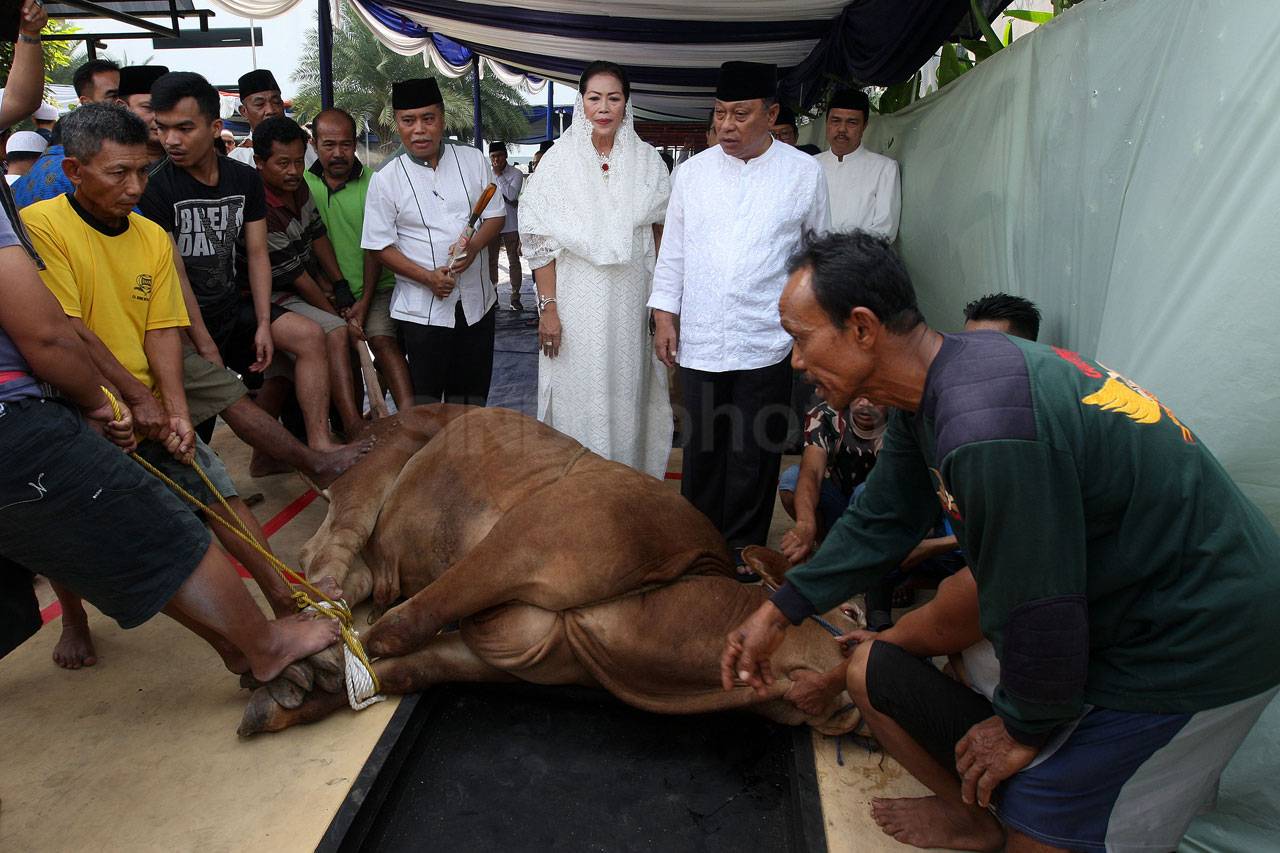 BTN Sembelih 1.337 Ekor...