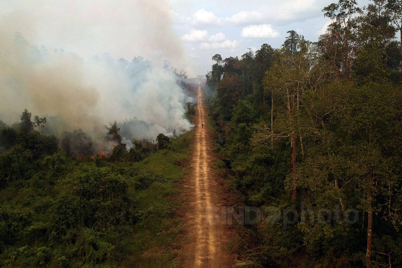 Lahan Gambut di Muarojambi...