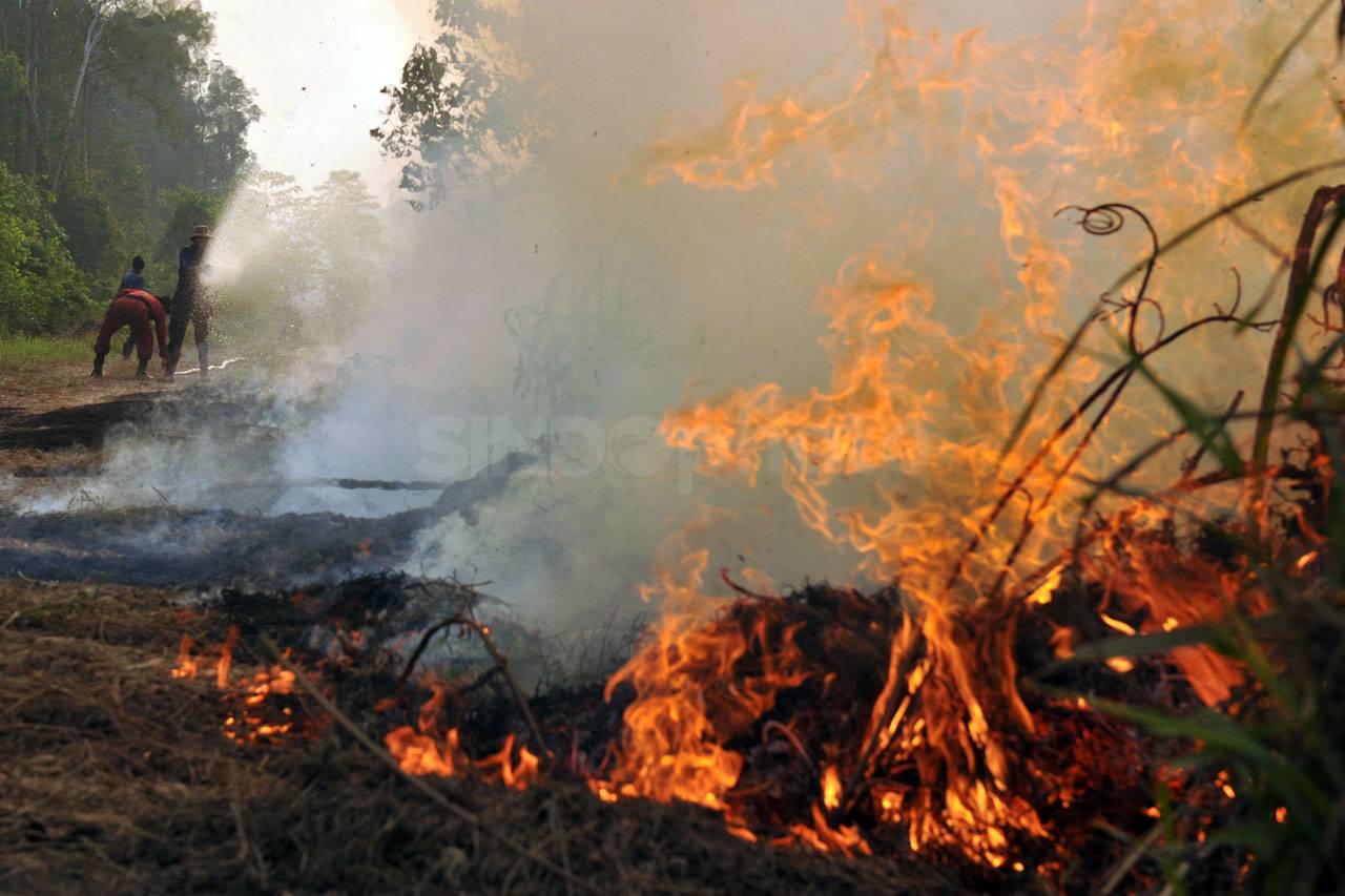 Lahan Gambut di Muarojambi...