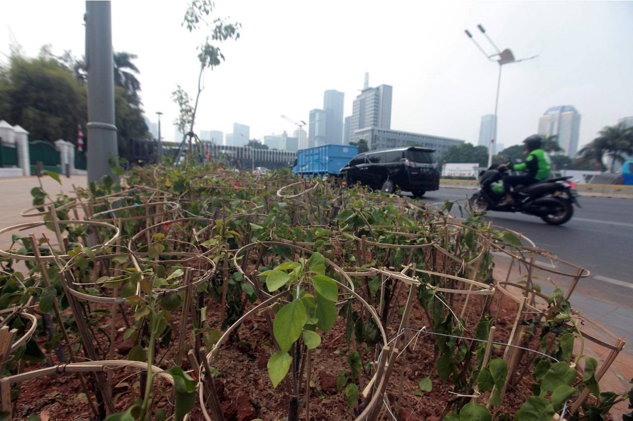 Penanaman 100 Ribu Bugenvil...