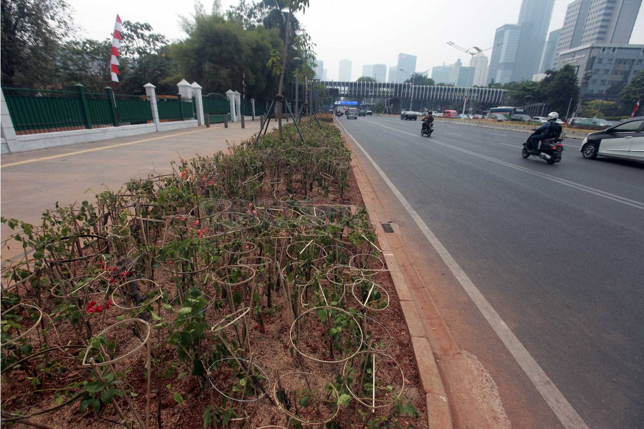 Penanaman 100 Ribu Bugenvil...