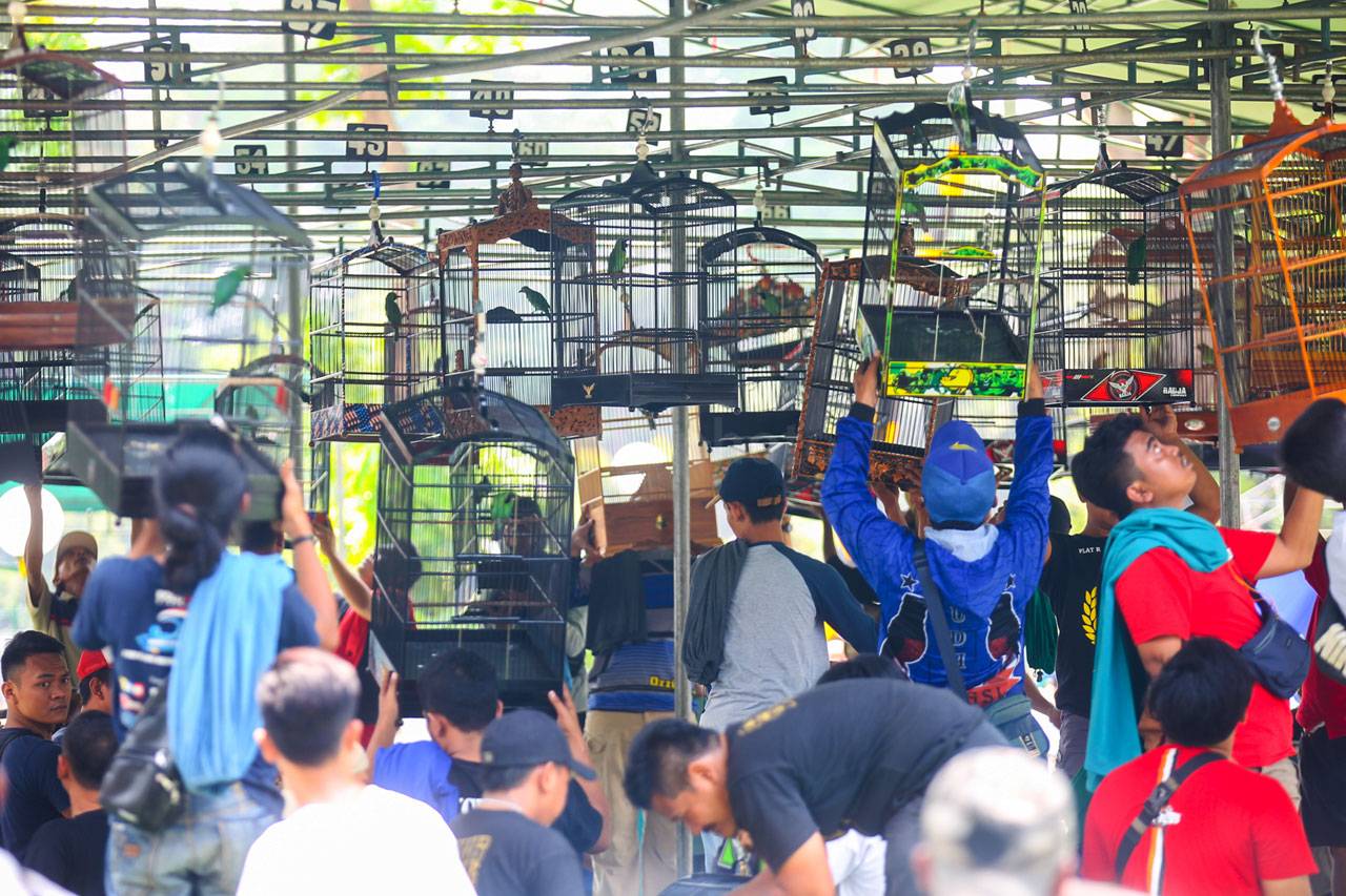 Ratusan Pecinta Burung...