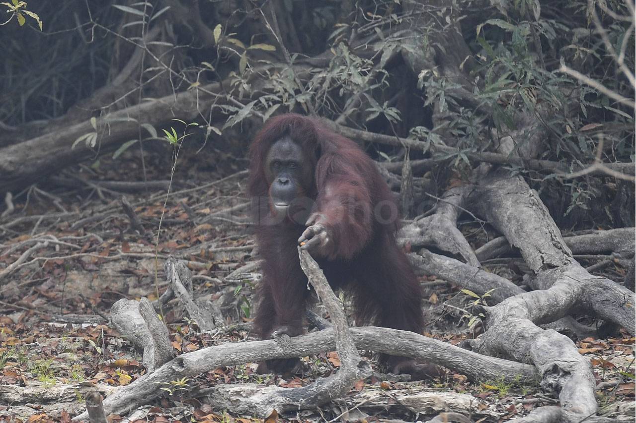 Orang Utan di Kalteng...