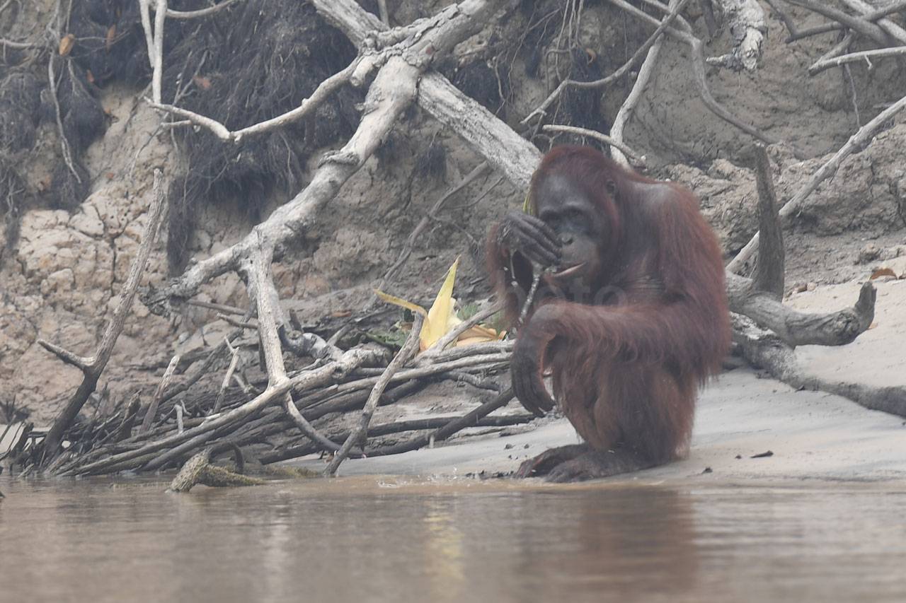 Orang Utan di Kalteng...