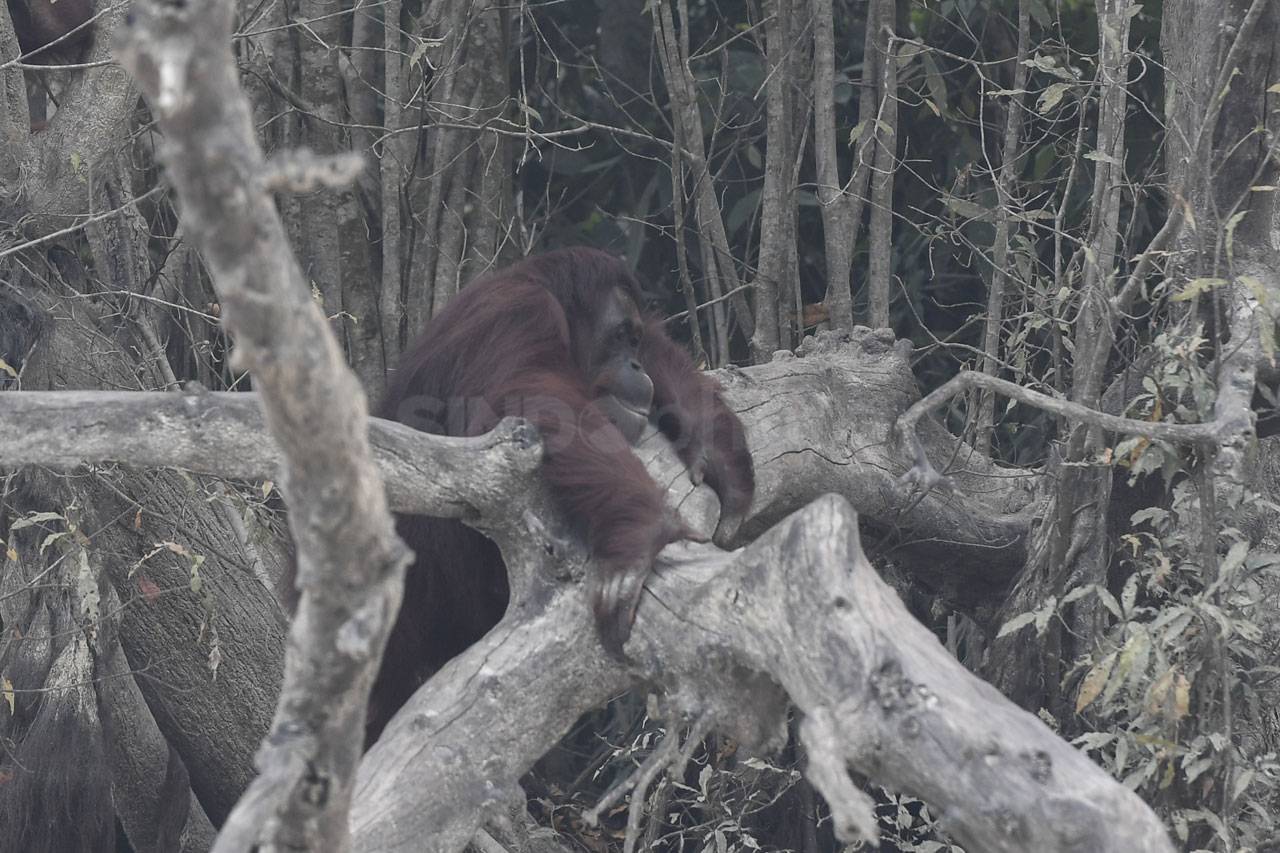 Orang Utan di Kalteng...