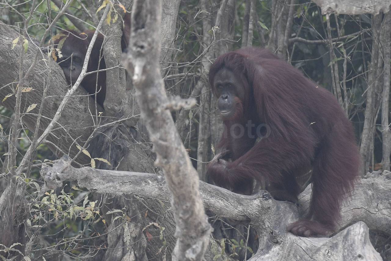 Orang Utan di Kalteng...