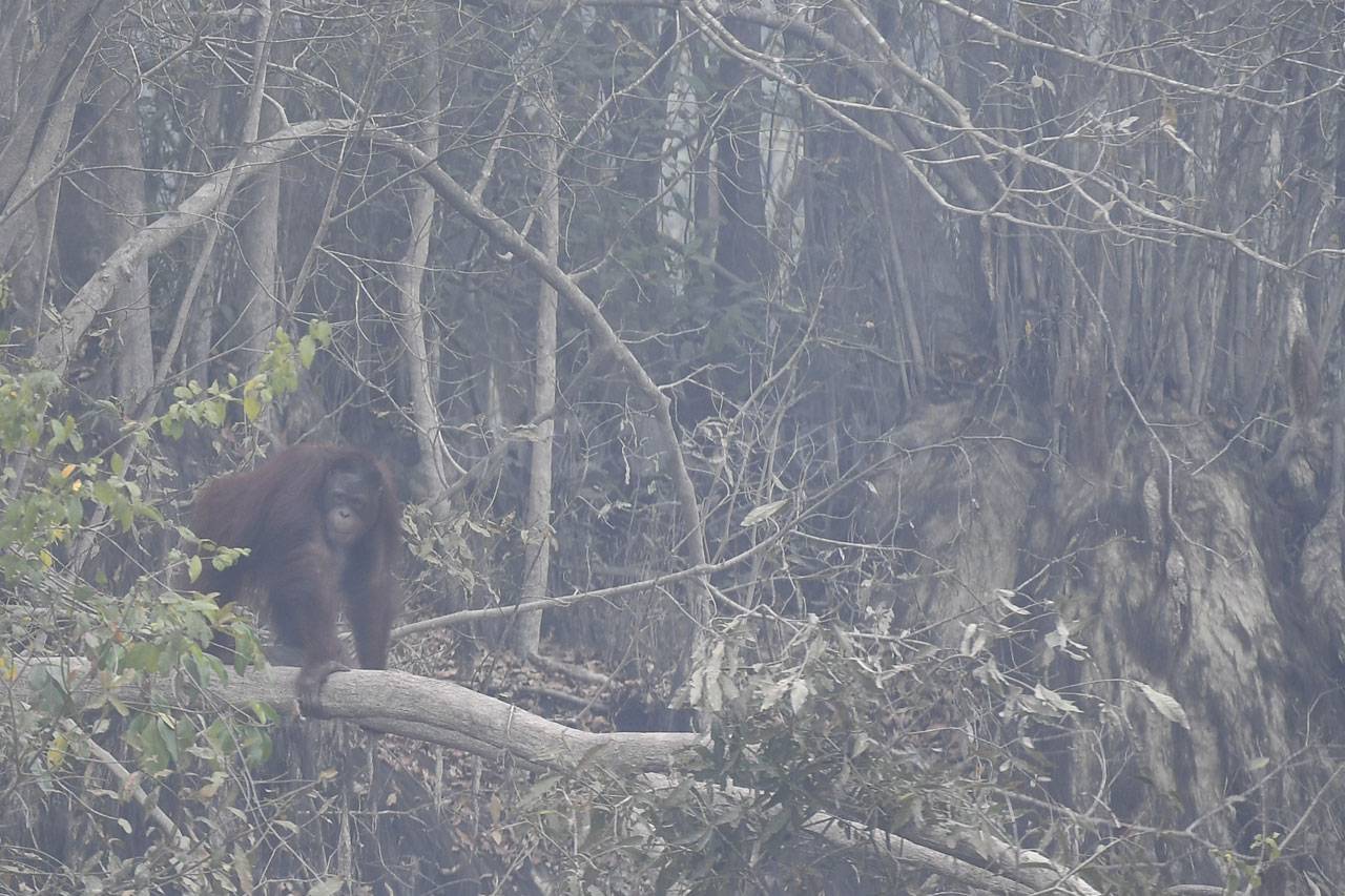 Orang Utan di Kalteng...