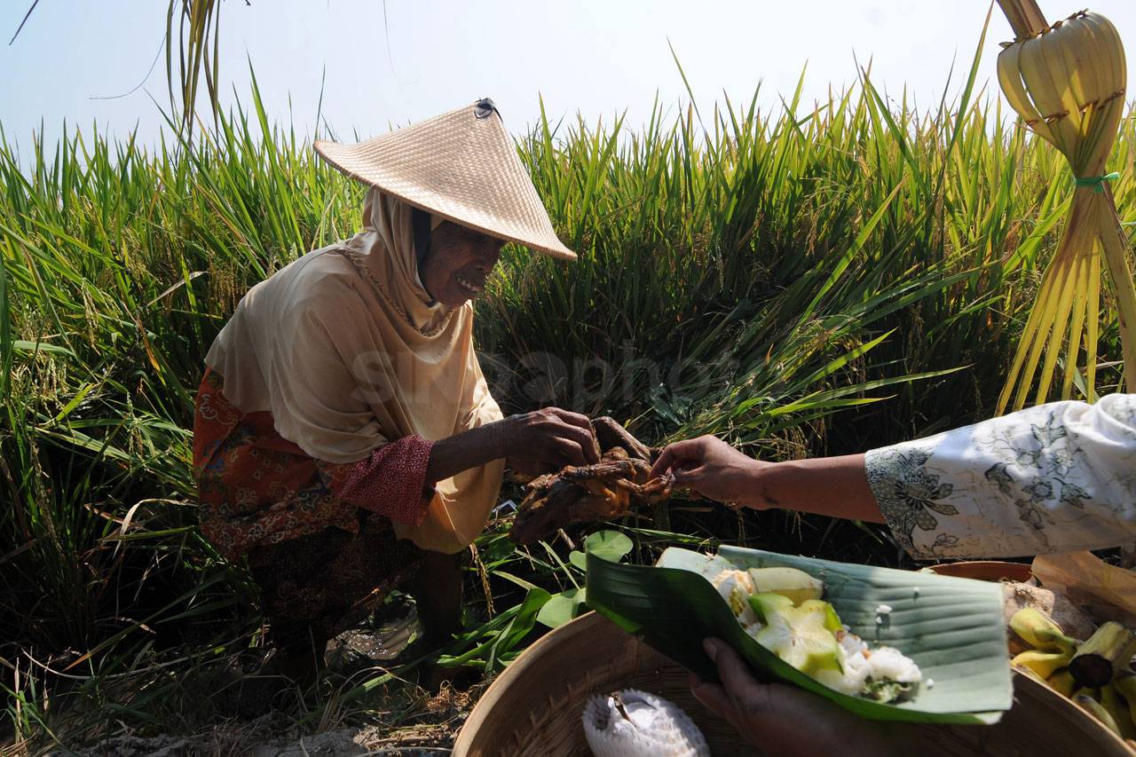 Memedi Sawah Diarak...