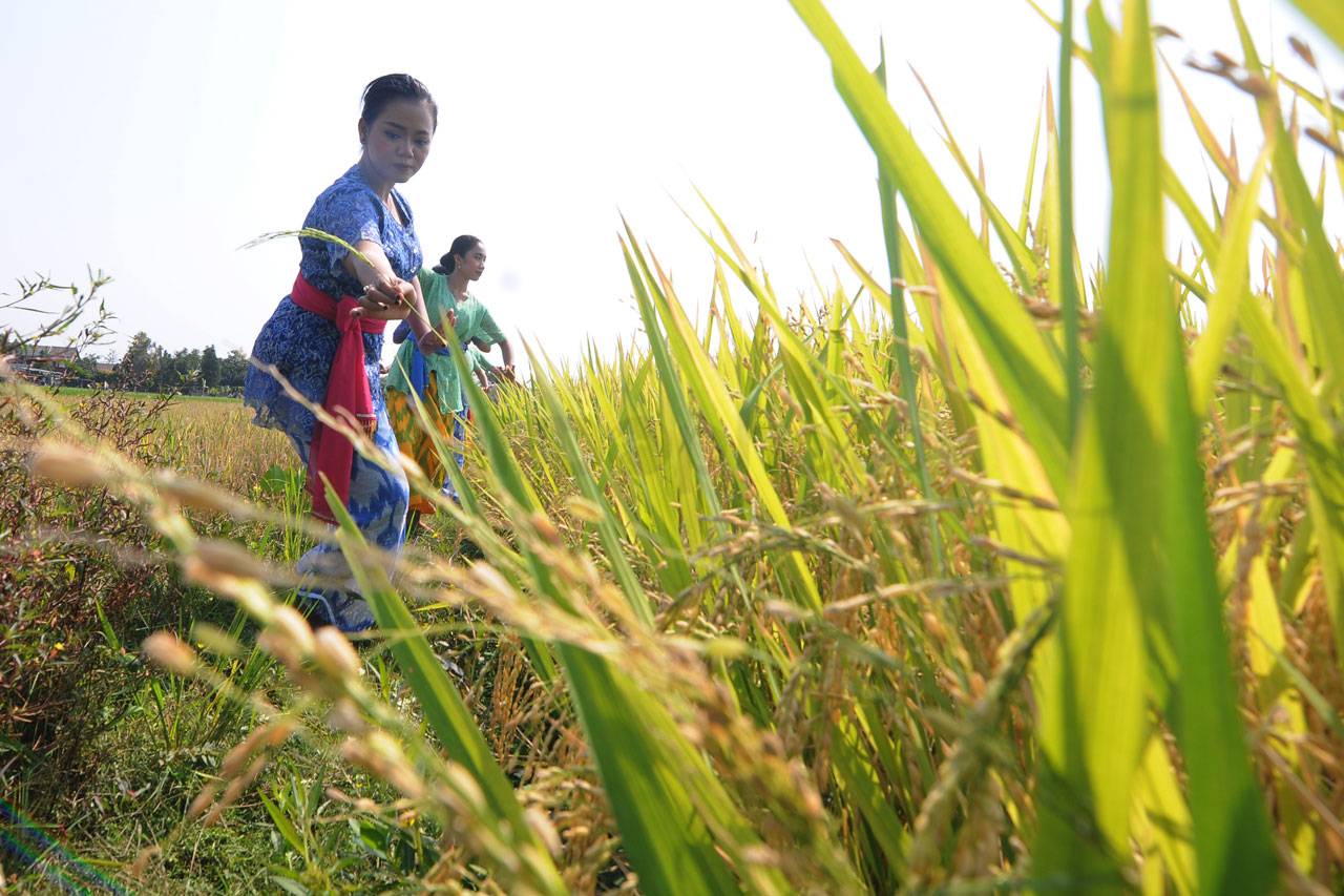 Memedi Sawah Diarak...