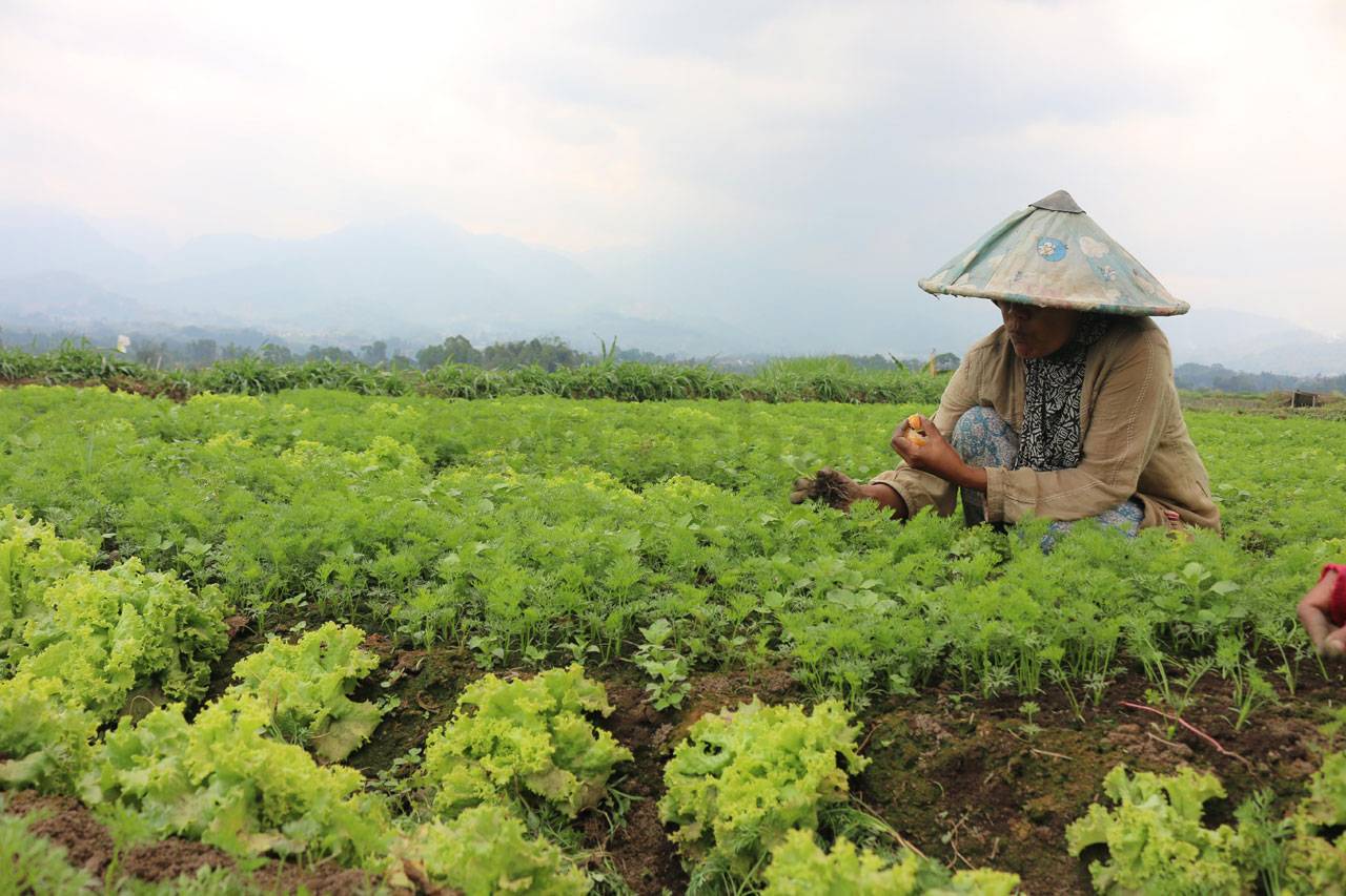 OJK Dorong Optimalisasi...
