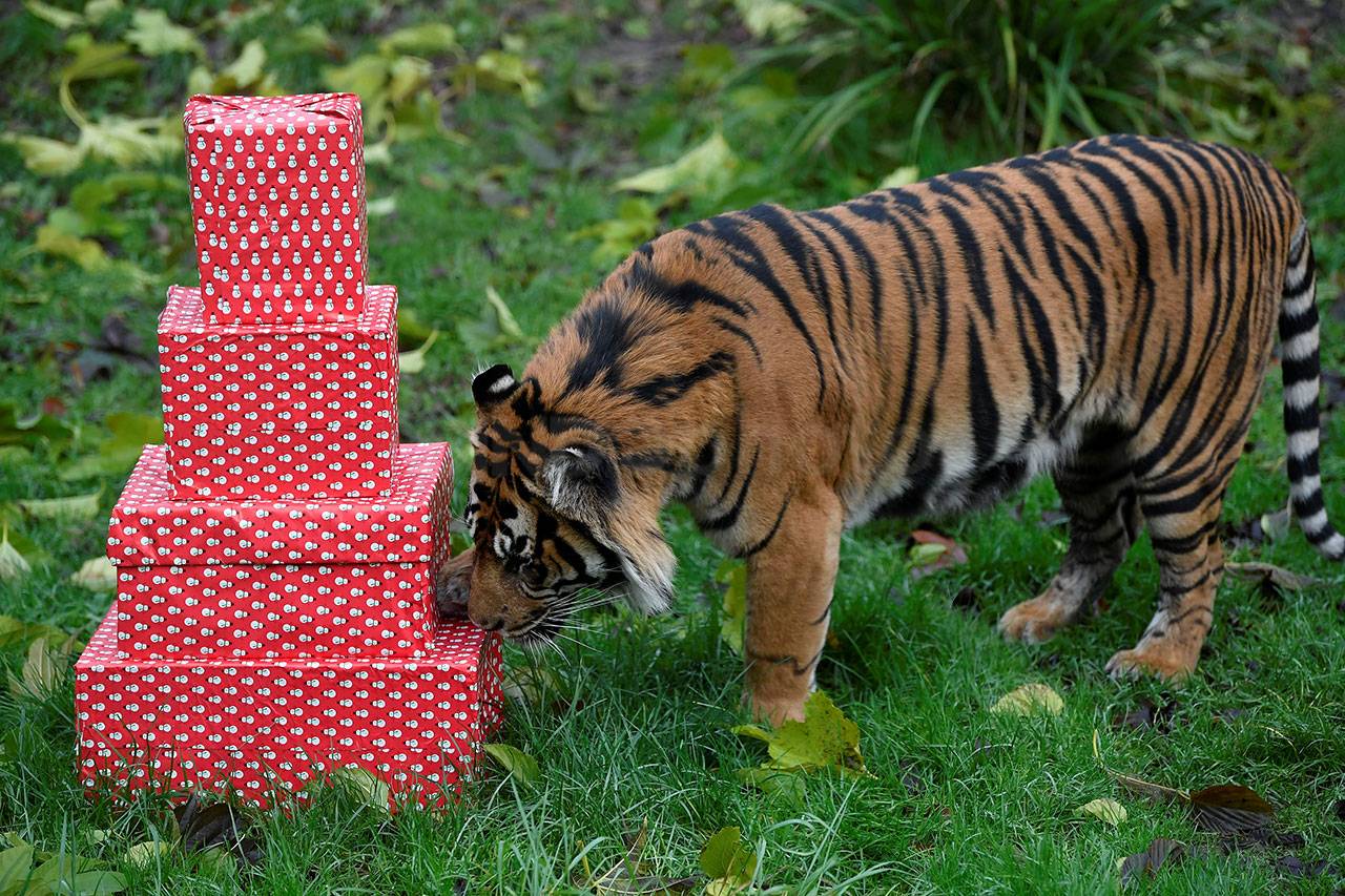 Asim, Harimau Sumatera...