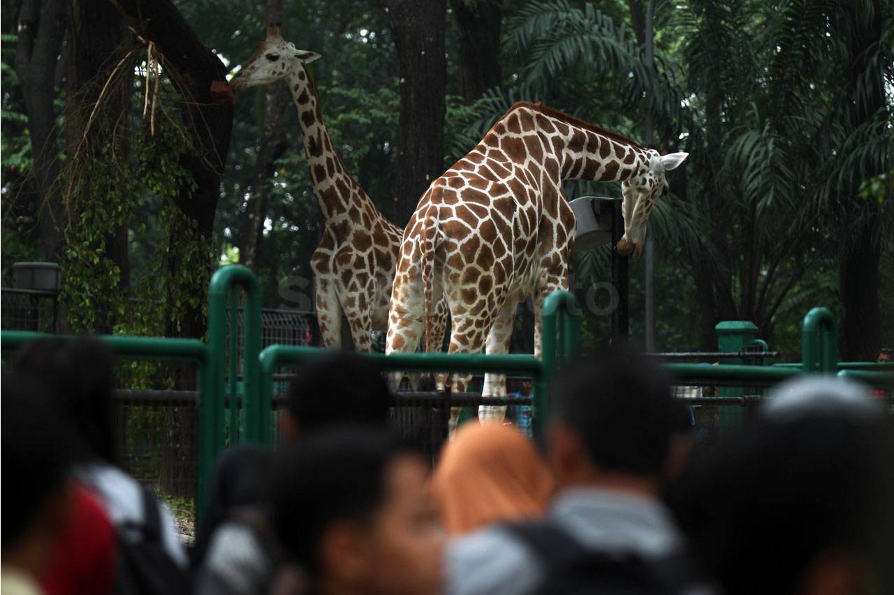 Ragunan Jadi Pilihan...