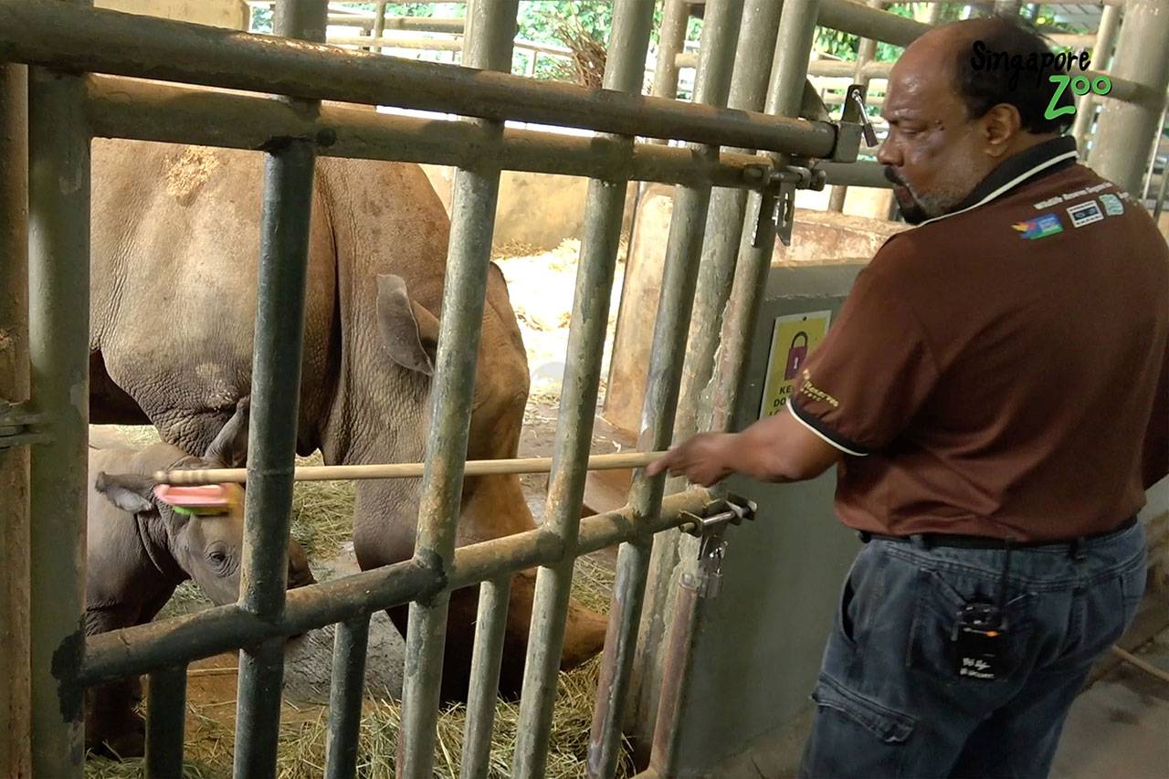 Bayi Badak Putih Lahir...