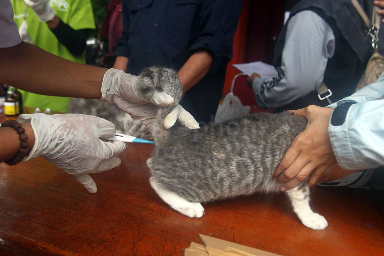 Pengobatan Hewan Peliharaan...