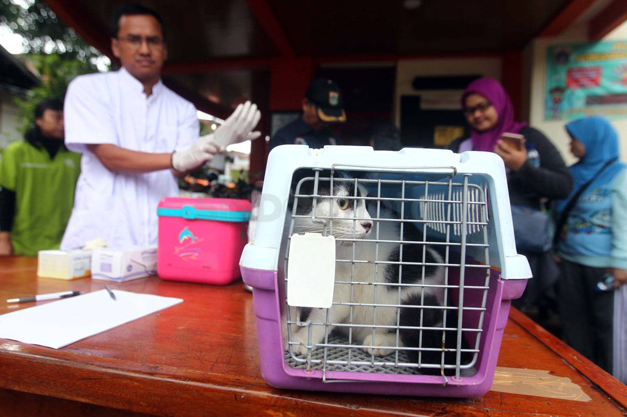 Pengobatan Hewan Peliharaan...