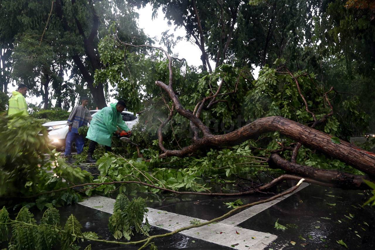 Puluhan Pohon di Surabaya...