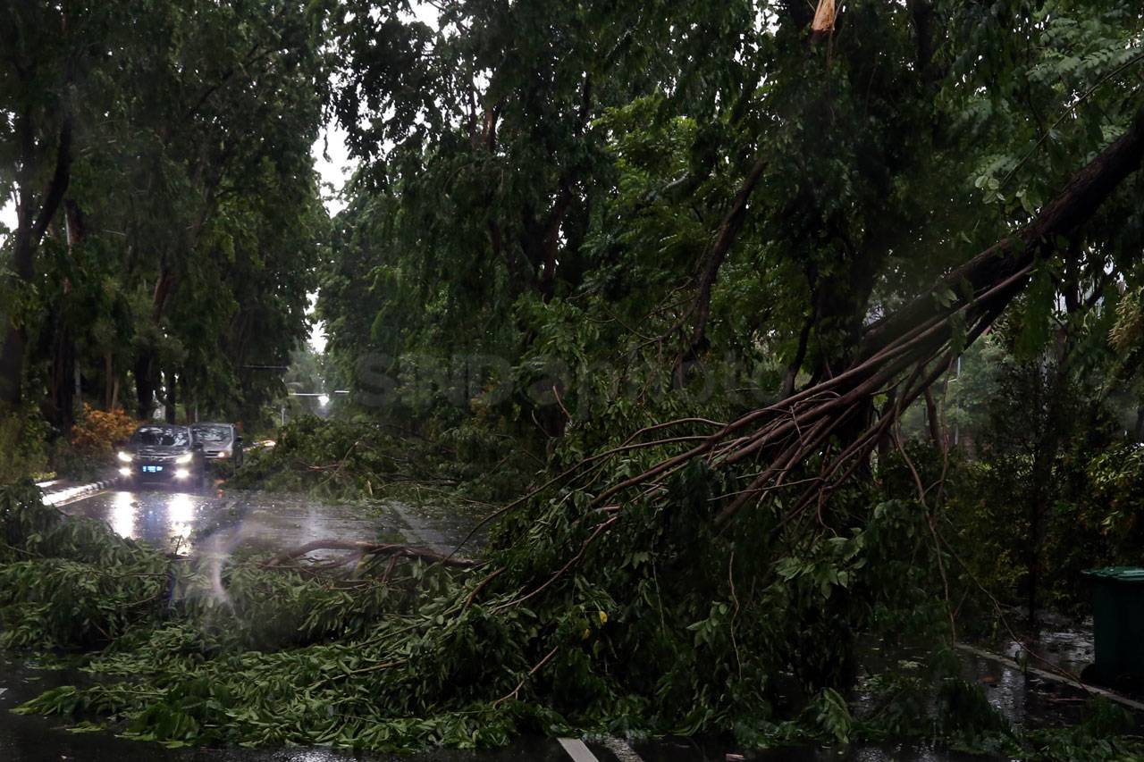 Puluhan Pohon di Surabaya...
