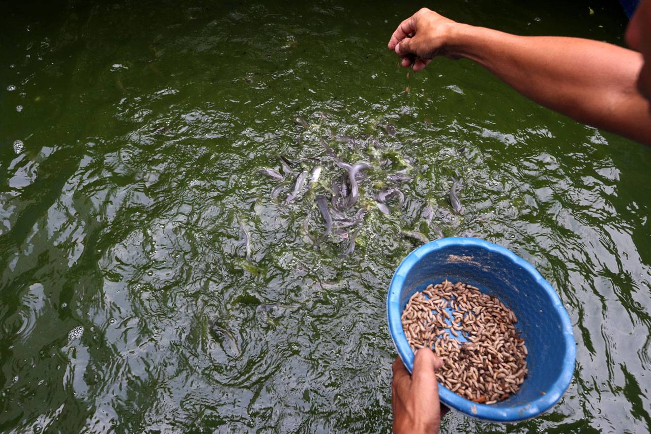 Budidaya Larva, Manfaatkan...