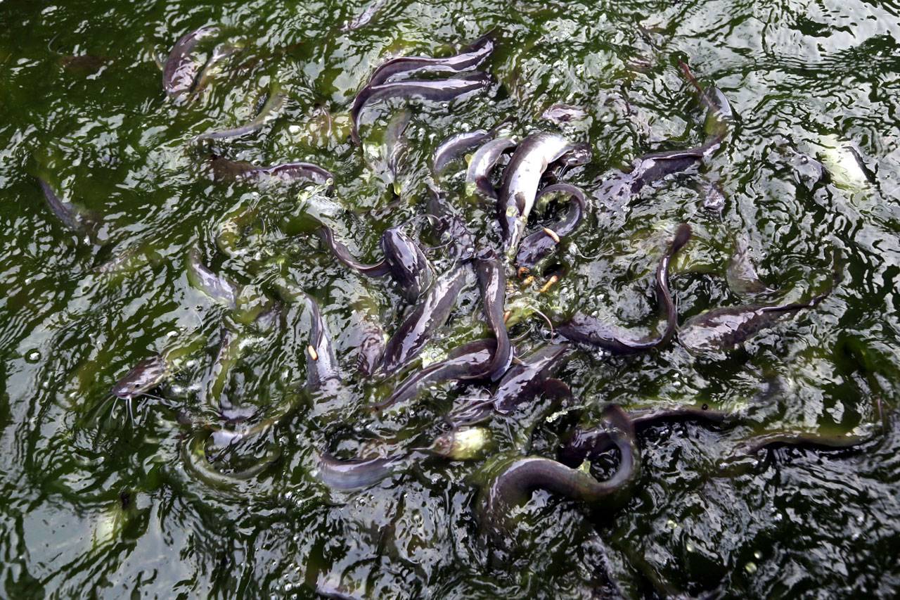 Budidaya Larva, Manfaatkan...