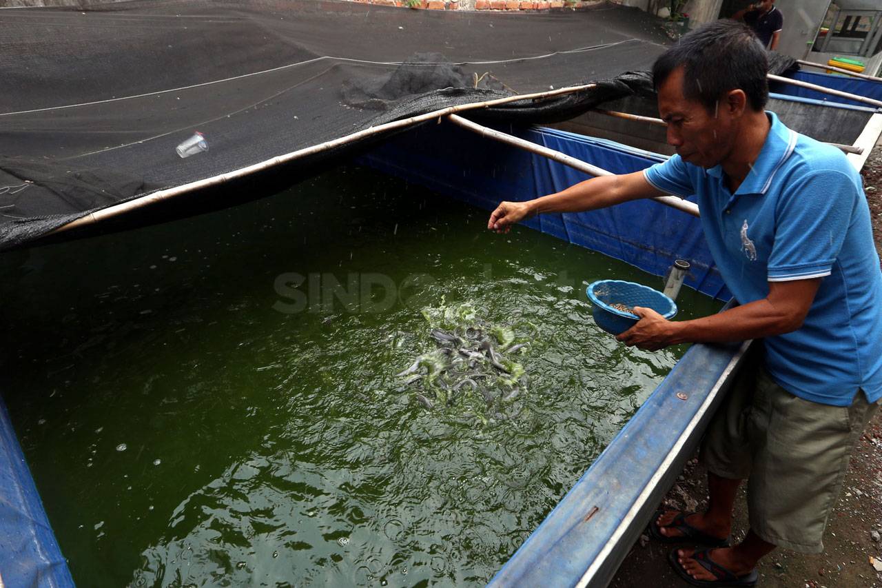 Budidaya Larva, Manfaatkan...