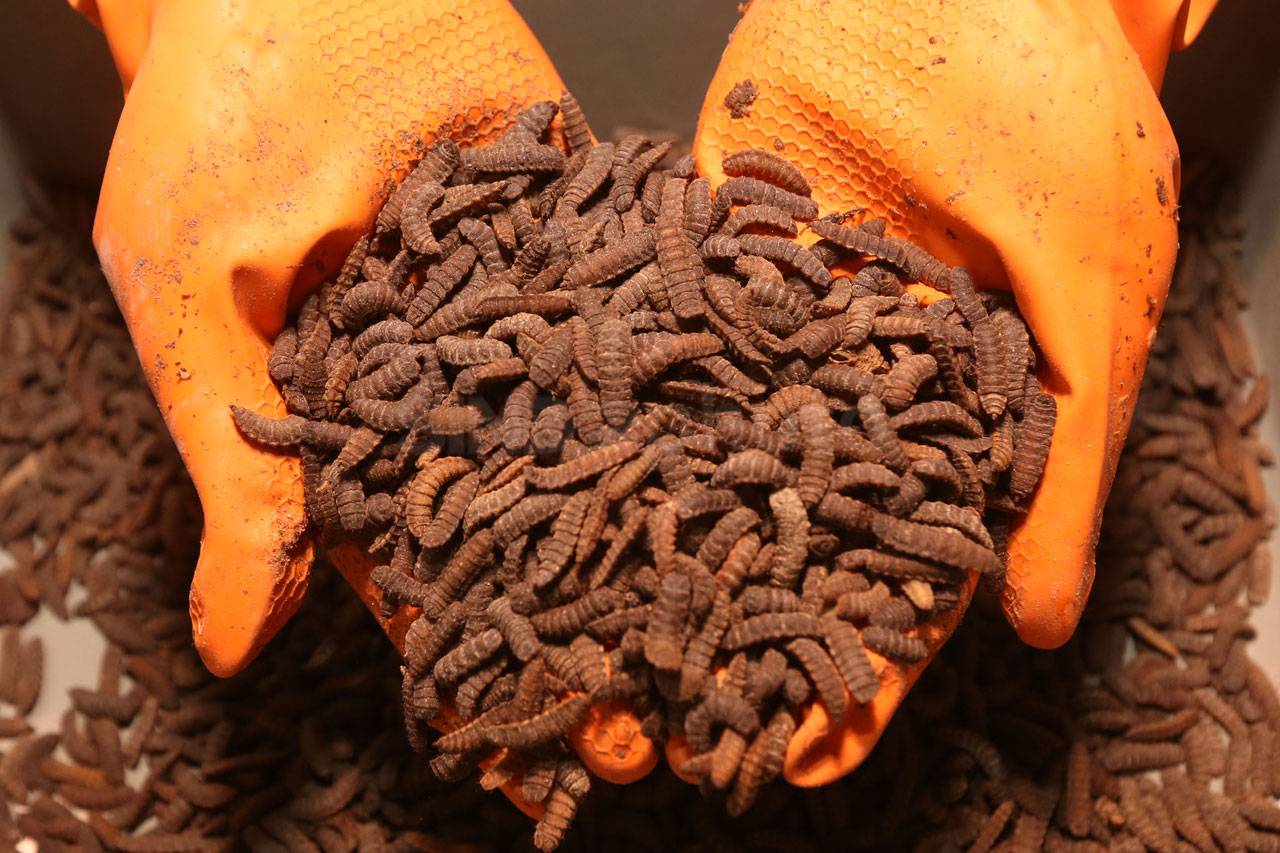 Budidaya Larva, Manfaatkan...