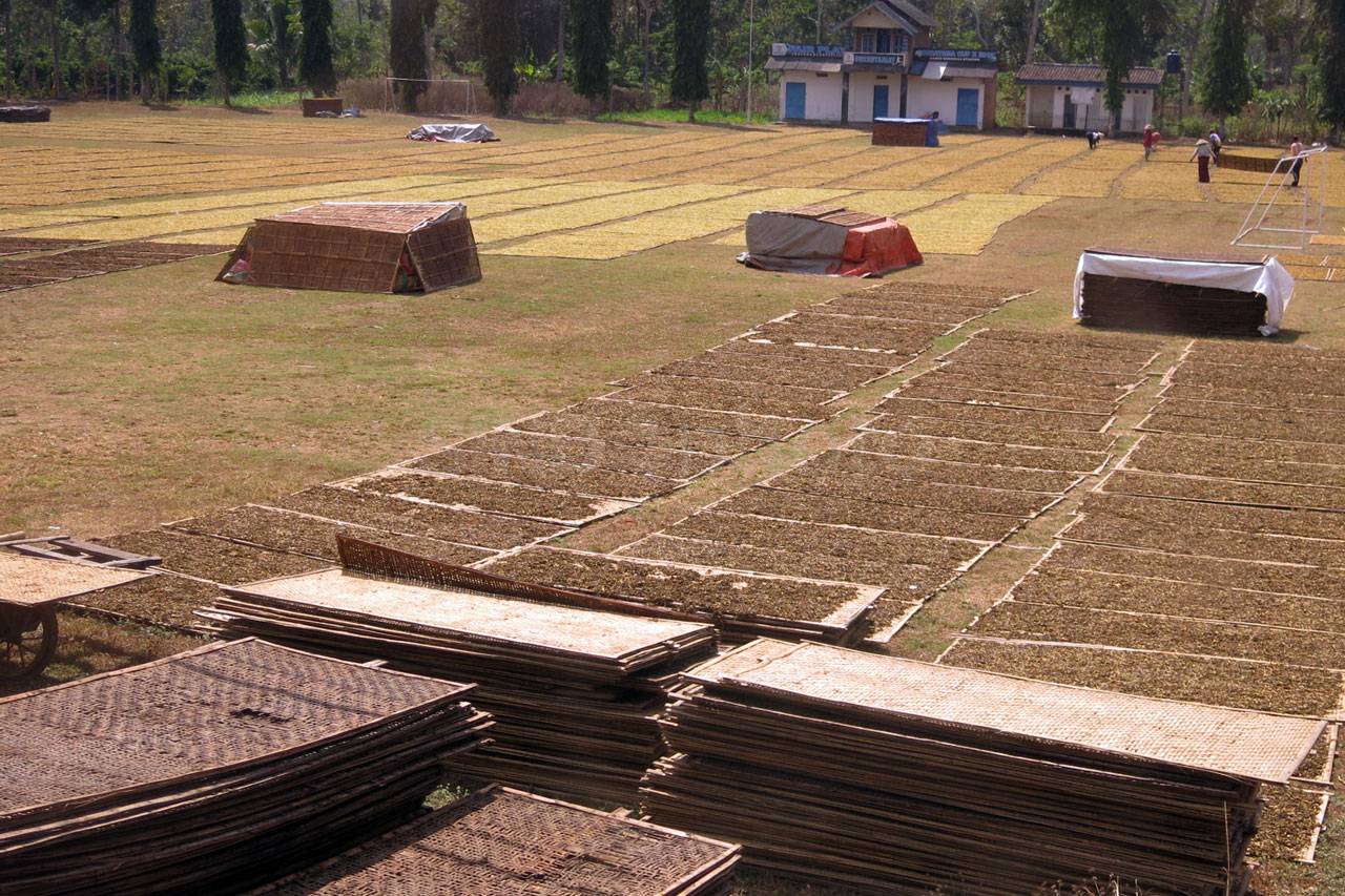 Bertani Tembakau, Warisan...