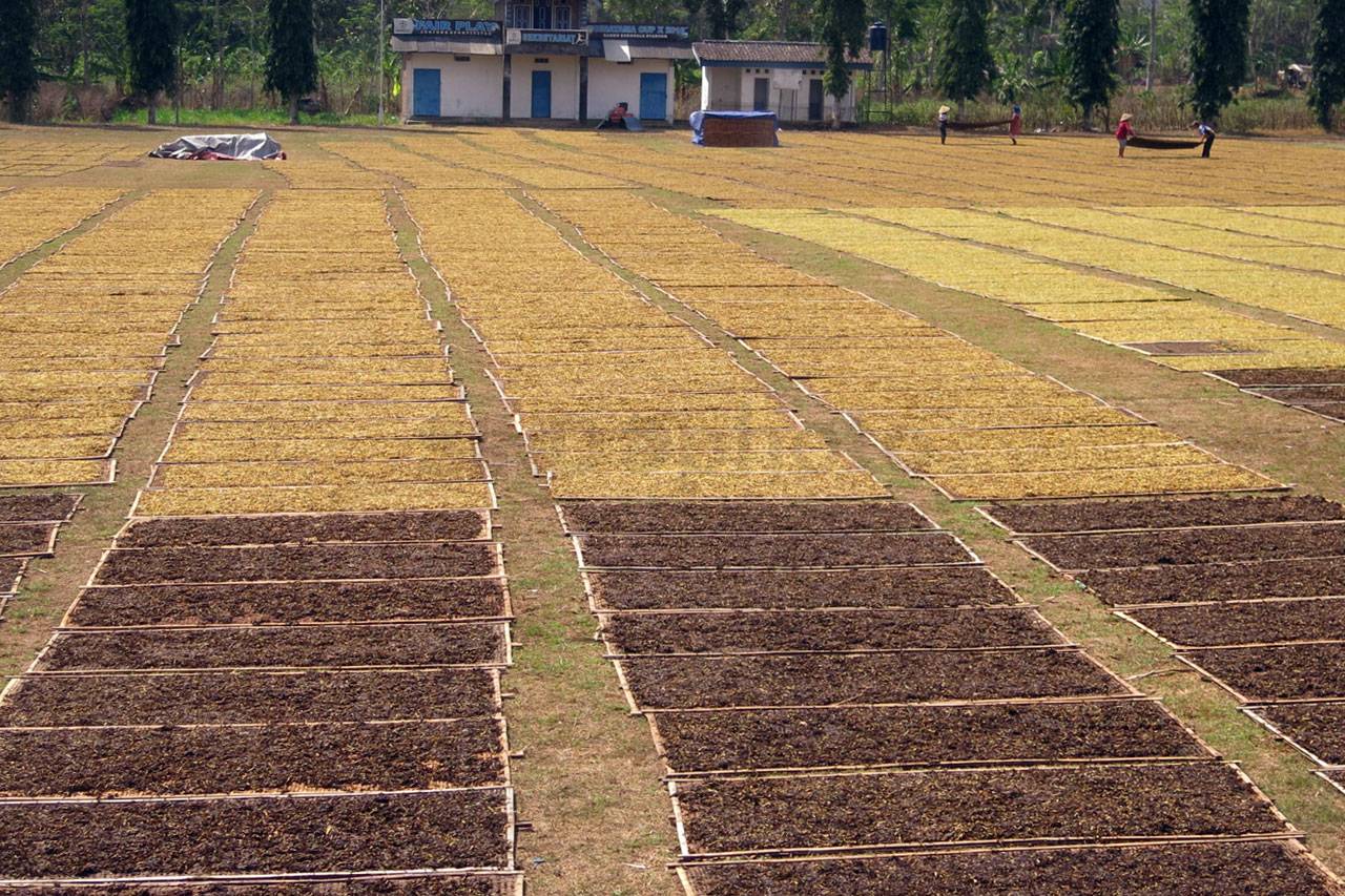 Bertani Tembakau, Warisan...