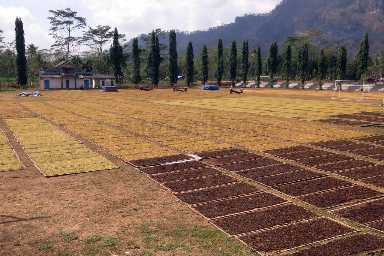 Bertani Tembakau, Warisan...