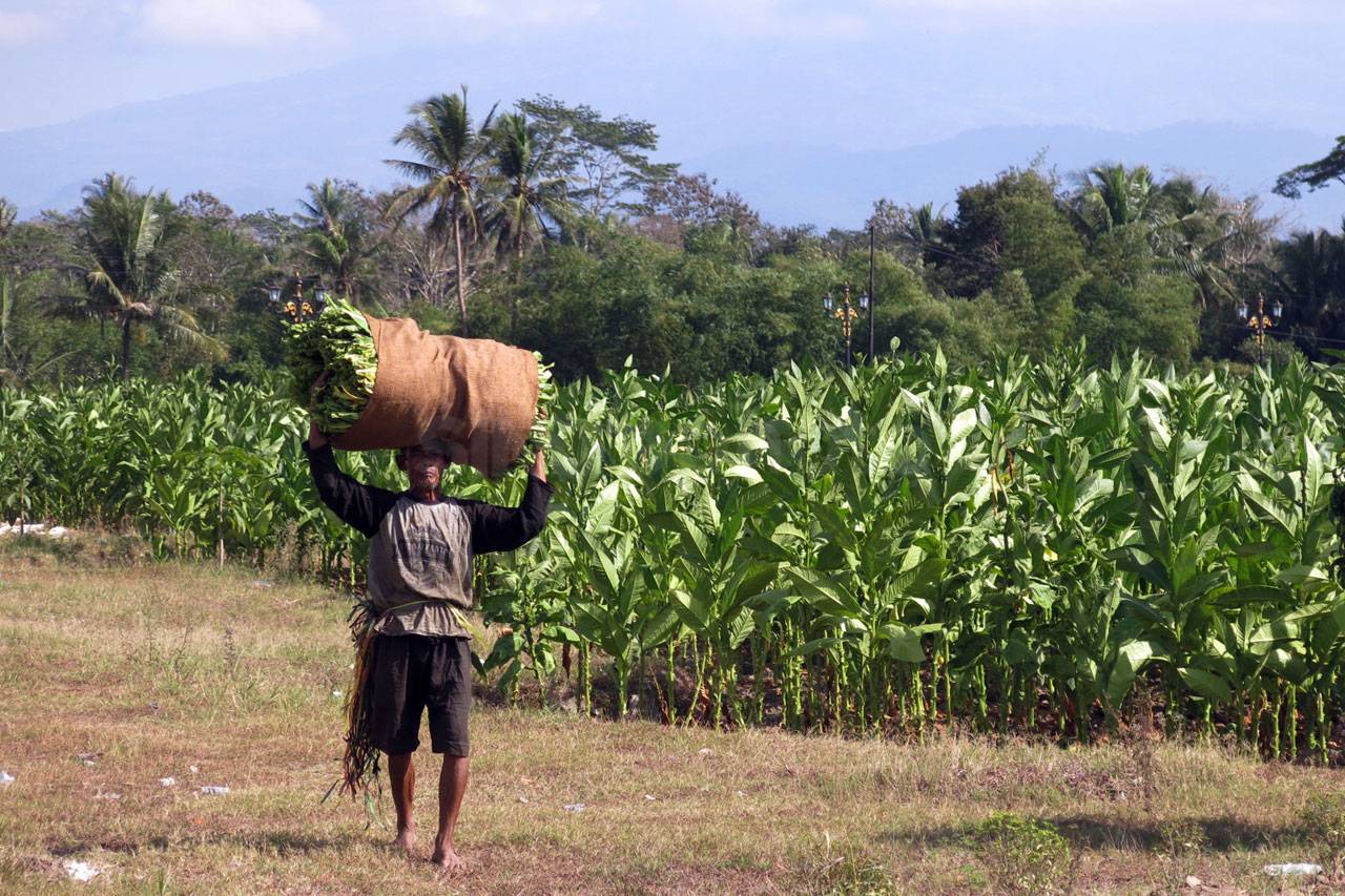 Bertani Tembakau, Warisan...