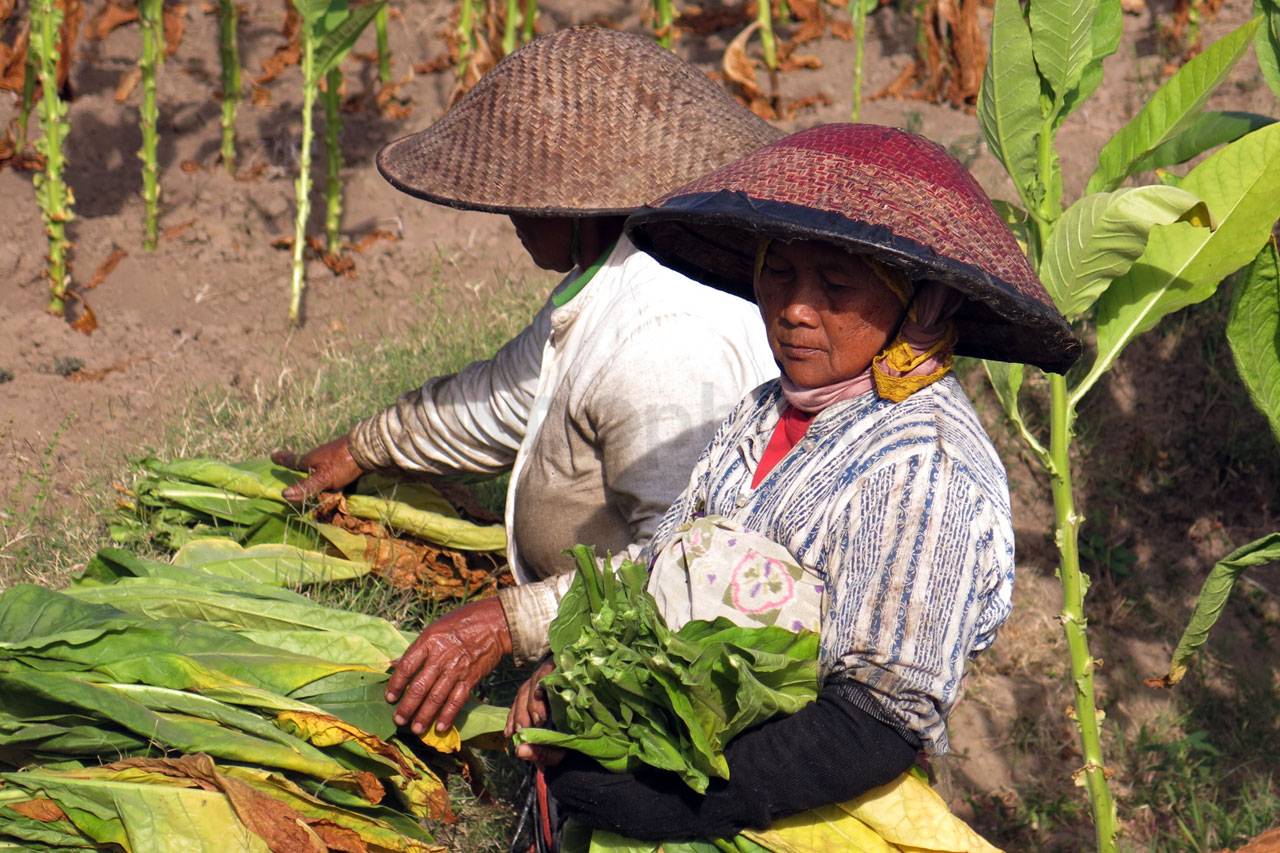 Bertani Tembakau, Warisan...