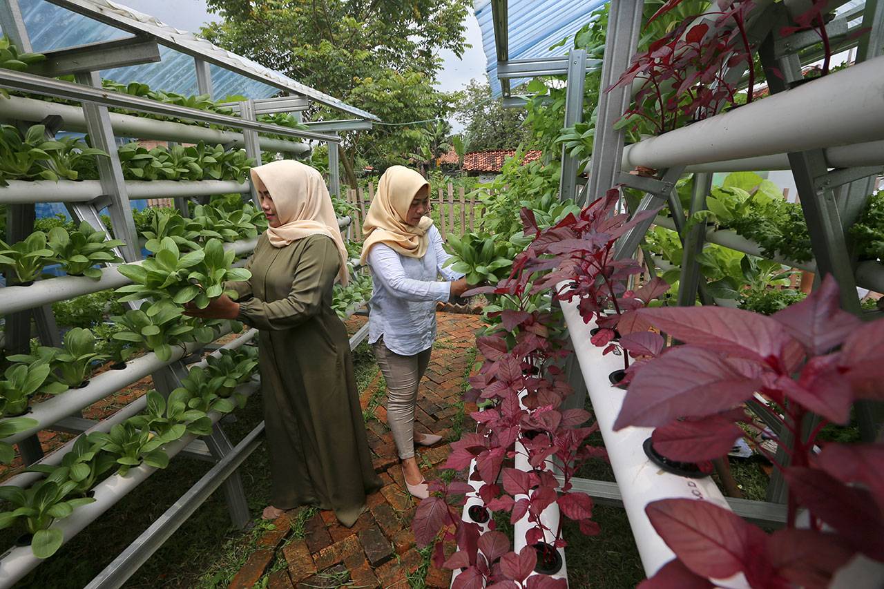 Panen Sayur Organik...