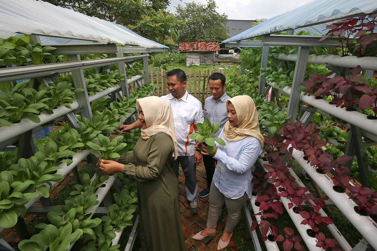 Panen Sayur Organik...